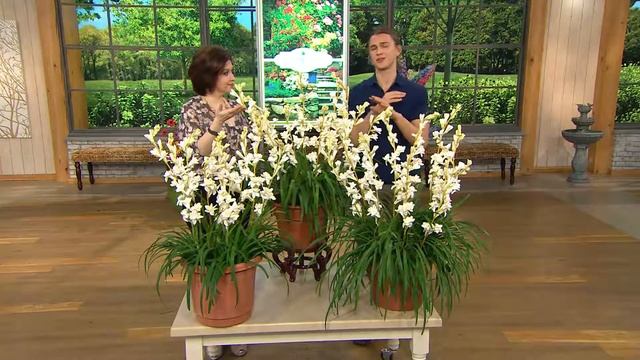 Roberta's 6-pc. Snow White Tuberose Collection with Fertilizer with Rick Domeier смотреть онлайн
