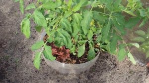 Красивая и простая ??? клумба из поликарбоната за 3 минуты (flowerbed).