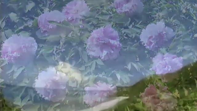 Настоящий хозяин. Рейтинги семян. Выращивание древовидных пионов. Выбор семян растений. смотреть онлайн