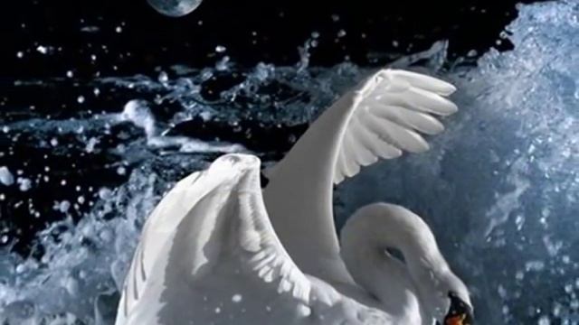 Копия видео "Чайковский Лебединое озеро" смотреть онлайн