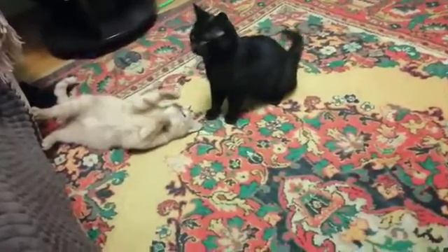 ВОСЕМЬ ЛАП И ДВА ХВОСТА!!! смотреть онлайн