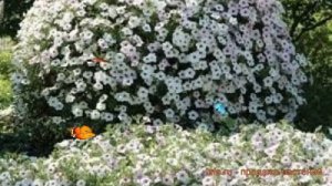 Петуния ампельная Тайдал Вейв Сильвер ? обзор: как сажать, семена петунии Тайдал Вейв Сильвер