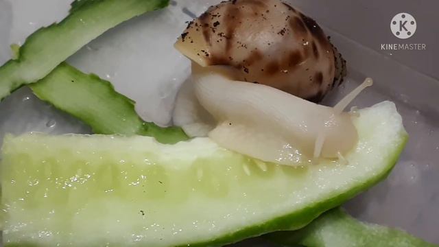 Маленькие грызуны 🐌 Мои улиточки Ахатины. смотреть онлайн
