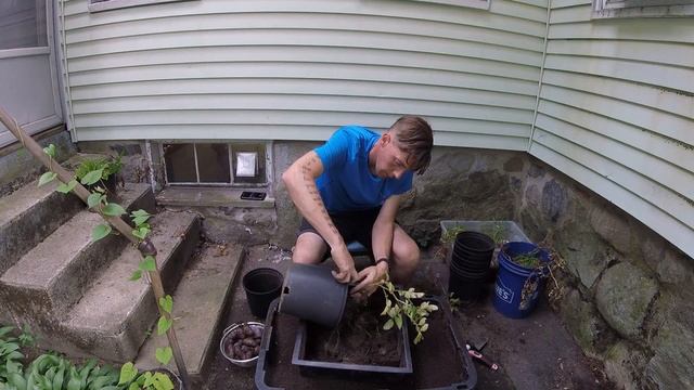 Digging In The Dirt: Harvesting Blue Potatoes And Planting Roma Tomatoes