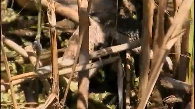 Уж водяной схватил лягушку и ест ее на берегу. смотреть онлайн