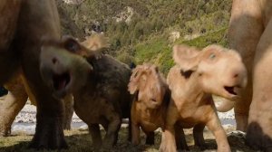 Горгозавры напали на Пахиринозавров | Прогулки с динозаврами 3D (2013)