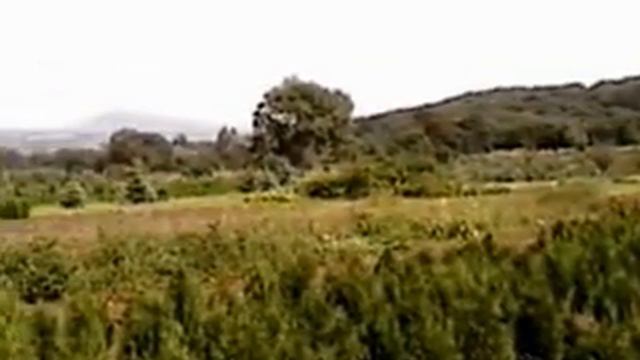 питомник 2004 г. смотреть онлайн