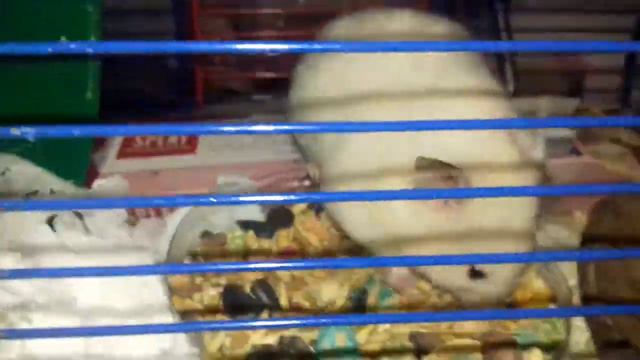 Никки вернулся и улитки смотреть онлайн