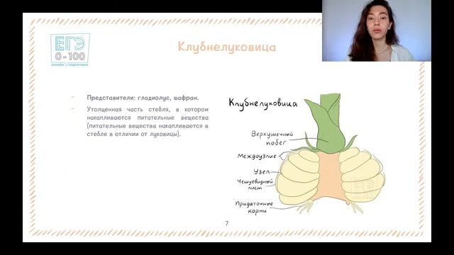 ВИДОИЗМЕНЕНИЯ ПОДЗЕМНЫХ ПОБЕГОВ | К ЕГЭ И ОГЭ ПО БИОЛОГИИ смотреть онлайн
