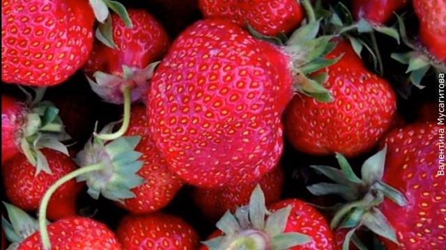 ❀ Лучшие сорта клубники на 2021 год: 8 популярных сортов смотреть онлайн