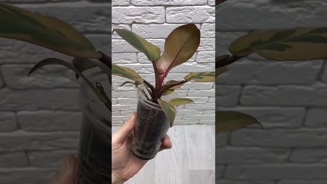 Филодендрон Блэк Кардинал вариегатный смотреть онлайн