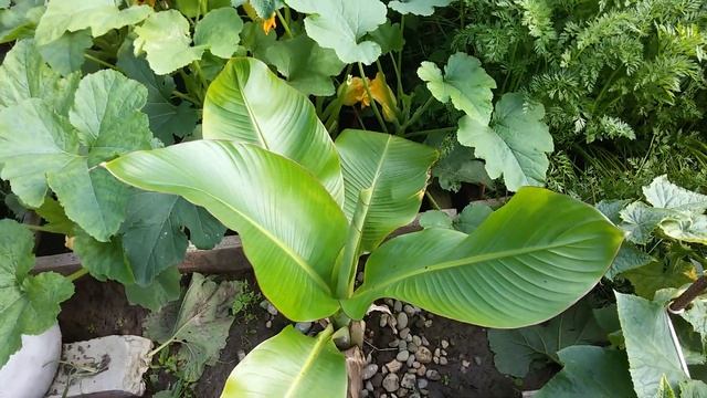 Экзоты в средней полосе России. Инжир, кизил, юкка нитчатая, банан.Часть 2. смотреть онлайн