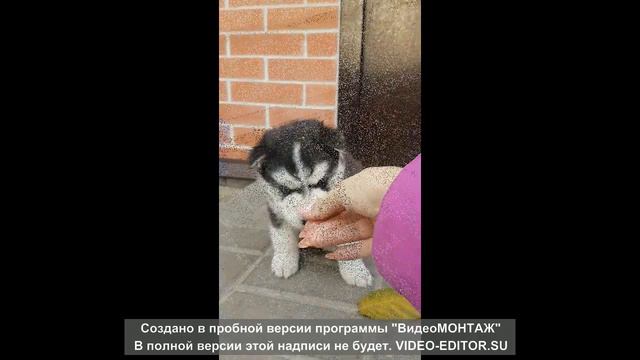 Щенки Хаски смотреть онлайн