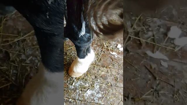 Конь "в мыле" смотреть онлайн