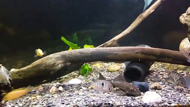 Астронотусы 200литров аквариум. смотреть онлайн