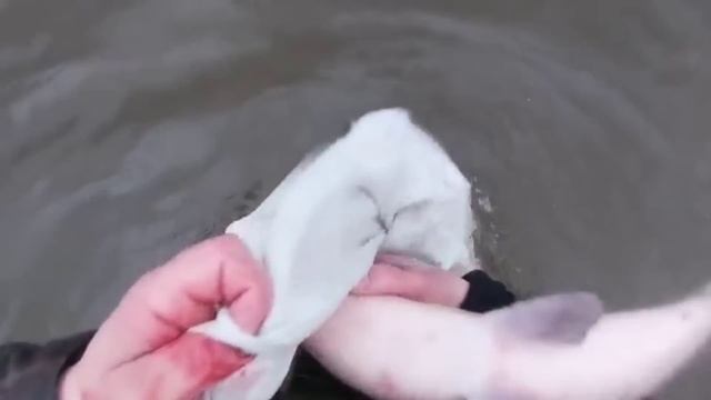 Баренцево море рыбы. смотреть онлайн