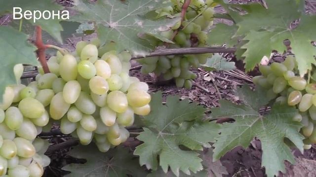 5-9.10.22г.Андрей-53,Бонус, Антей,Велика,Верона,Белая Медведица,Кураж,Памяти Смольникова,Бел.Гигант смотреть онлайн