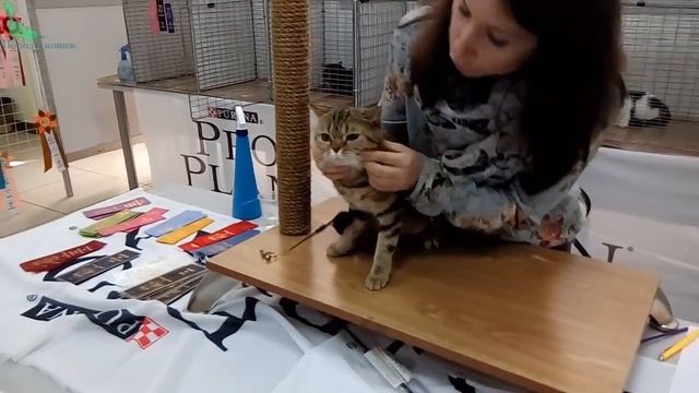 ? Миленький Скоттиш Страйт ? Ну ОЧЕНЬ Красивая Шотландская девочка | ПОРОДЫ КОШЕК смотреть онлайн