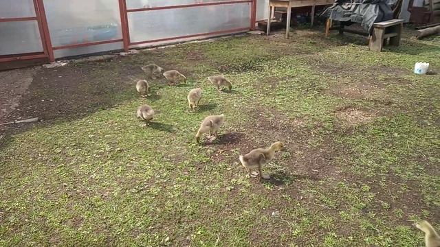 Гусята порода Крупная серая смотреть онлайн