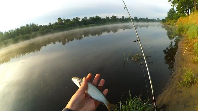 Тёплое утро на реке - поиск белого хищника! Рыбалка на волкер и микро-колебалки! смотреть онлайн