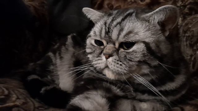 НАСТОЯЩИЙ МРАМОРНЫЙ БРИТАНЕЦ!!! смотреть онлайн