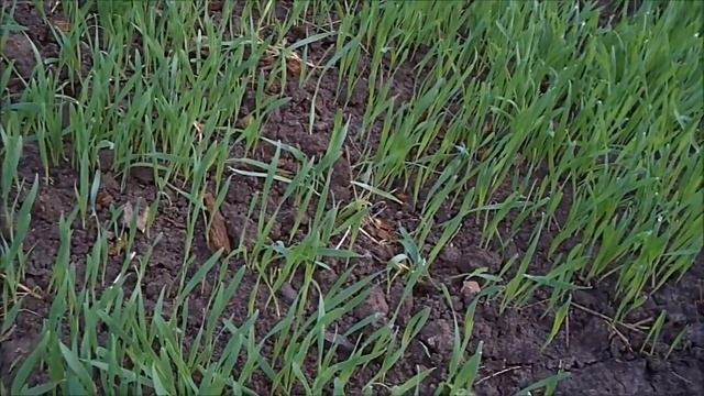 Сеем овес,чтобы не перекапывать почву