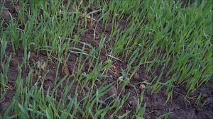 Сеем овес,чтобы не перекапывать почву