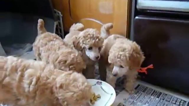 Питомник Невский Сувенир. Щенки абрикосового той-пуделя 45 дней. смотреть онлайн