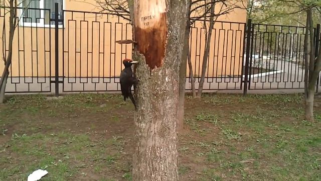 Дятел раздолбал дерево в городе! (Одинцово) смотреть онлайн