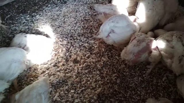 Почему бройлеры не растут//Вес Кобб 500 в месяц. смотреть онлайн