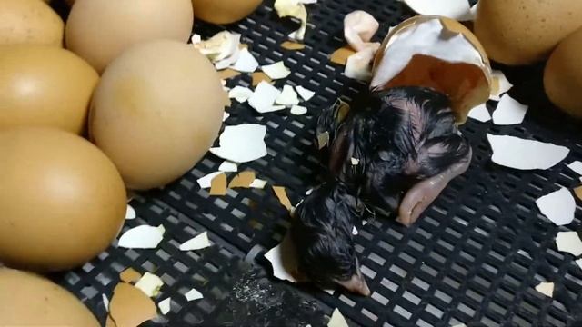 вылупление цыпленка от яйца до птенца смотреть онлайн