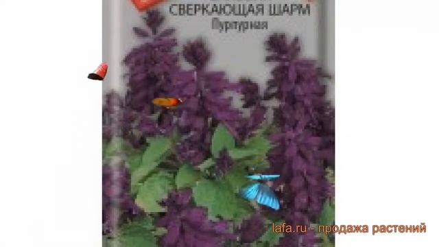 Сальвия сверкающий Сверкающая Шарм Пурпурная ? обзор: как сажать, семена сальвии