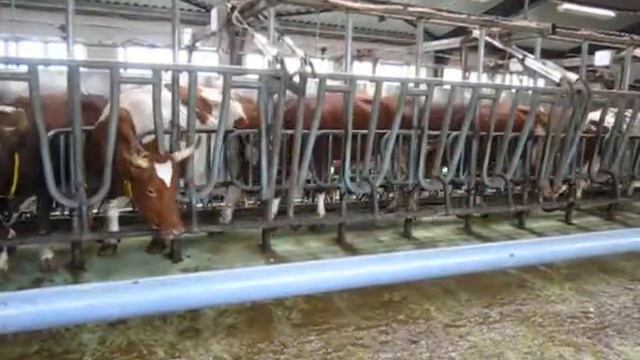 доильный зал елочка смотреть онлайн