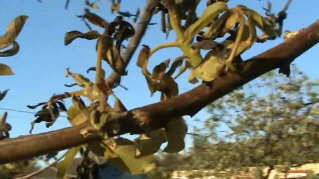 Заморозки в конце мая в Калининградской области. смотреть онлайн