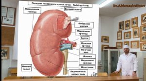 Почки. Топографическая анатомия Почек.