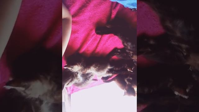 Котятам 1 месяц. смотреть онлайн
