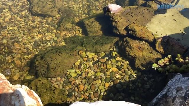 Glendora Hillside Double Decker Koi Pond with Aquascape Biological Filtration System смотреть онлайн