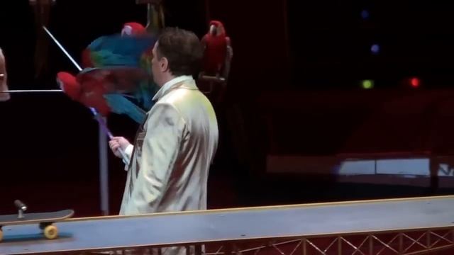 Дрессированные попугаи смотреть онлайн