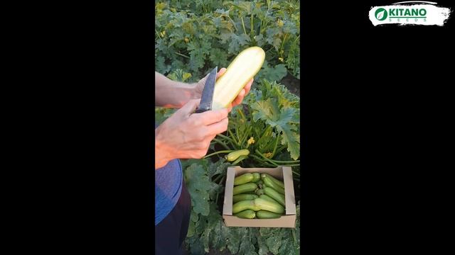 Cемена Китано. Выращивание кабачка KS 35 F1 смотреть онлайн
