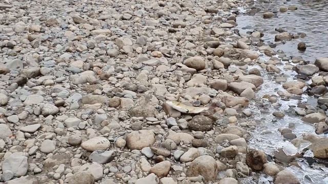 Рыбалка на Севере Забайкалья. Ленок на реке Чара. смотреть онлайн