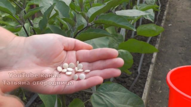 Все растет как на Дрожжах после этой Подкормки! Решение проблемы плохого роста и урожайности. смотреть онлайн