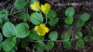 7 цветов памяти, которые можно посадить на кладбище. Церковь против искусственных цветов.