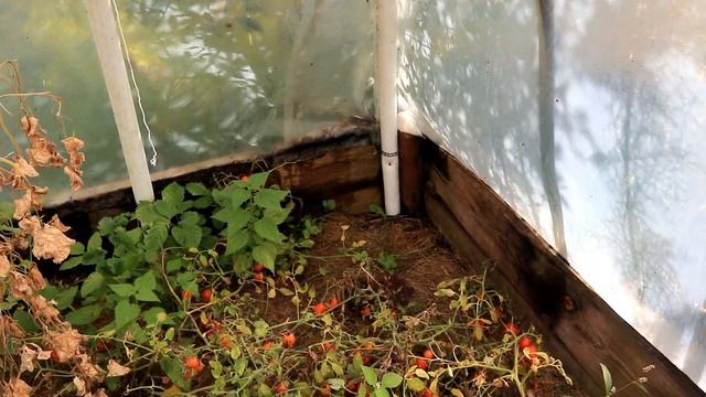 Пендулина оранжевая - шведская красотка! / Сорта томатов смотреть онлайн