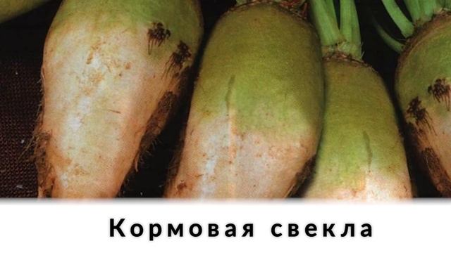Этот овощ может помочь очистить печень от жира и разгрузить кишечник смотреть онлайн