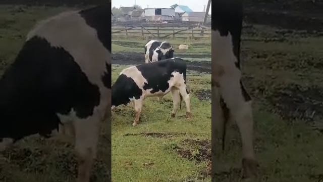 Снова бык пасёт коров