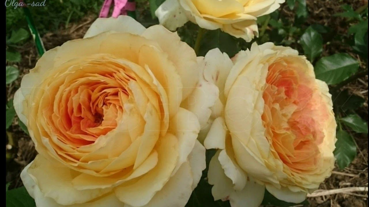 Розы Шрабы на весну 2020г. смотреть онлайн