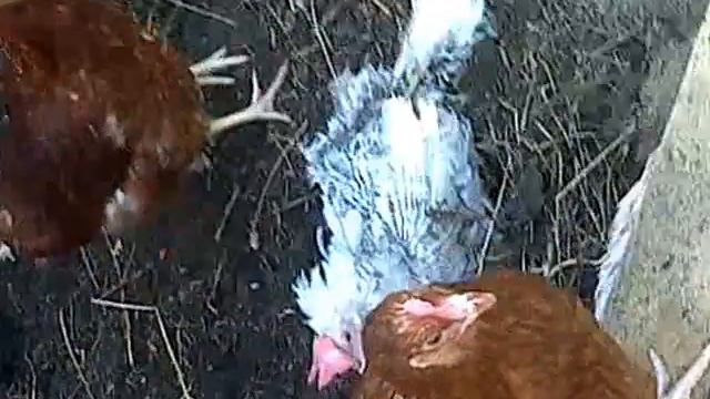 Курица умывается смотреть онлайн