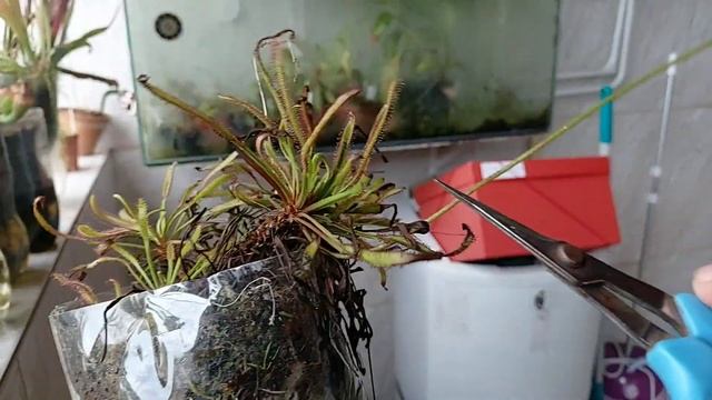Drosera Capensis - Super Fácil!