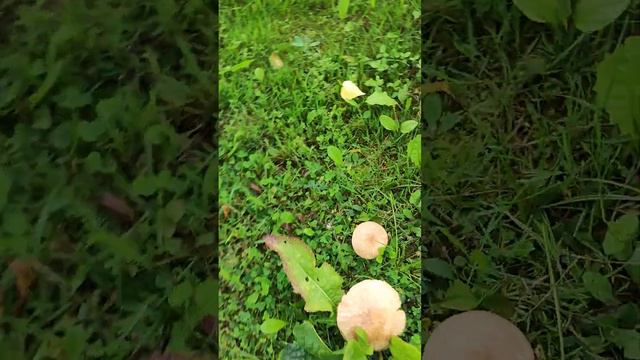 #беларусь #дача может кто знает 🌞 смотреть онлайн