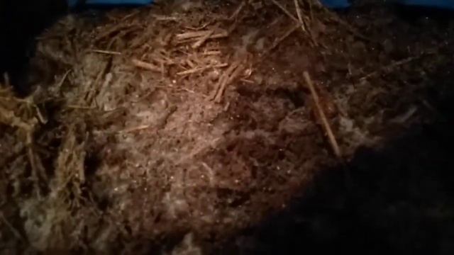 Проще такого способа выращивания королевской вешенки нет! Эринги на почве смотреть онлайн